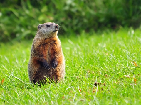 groundhog