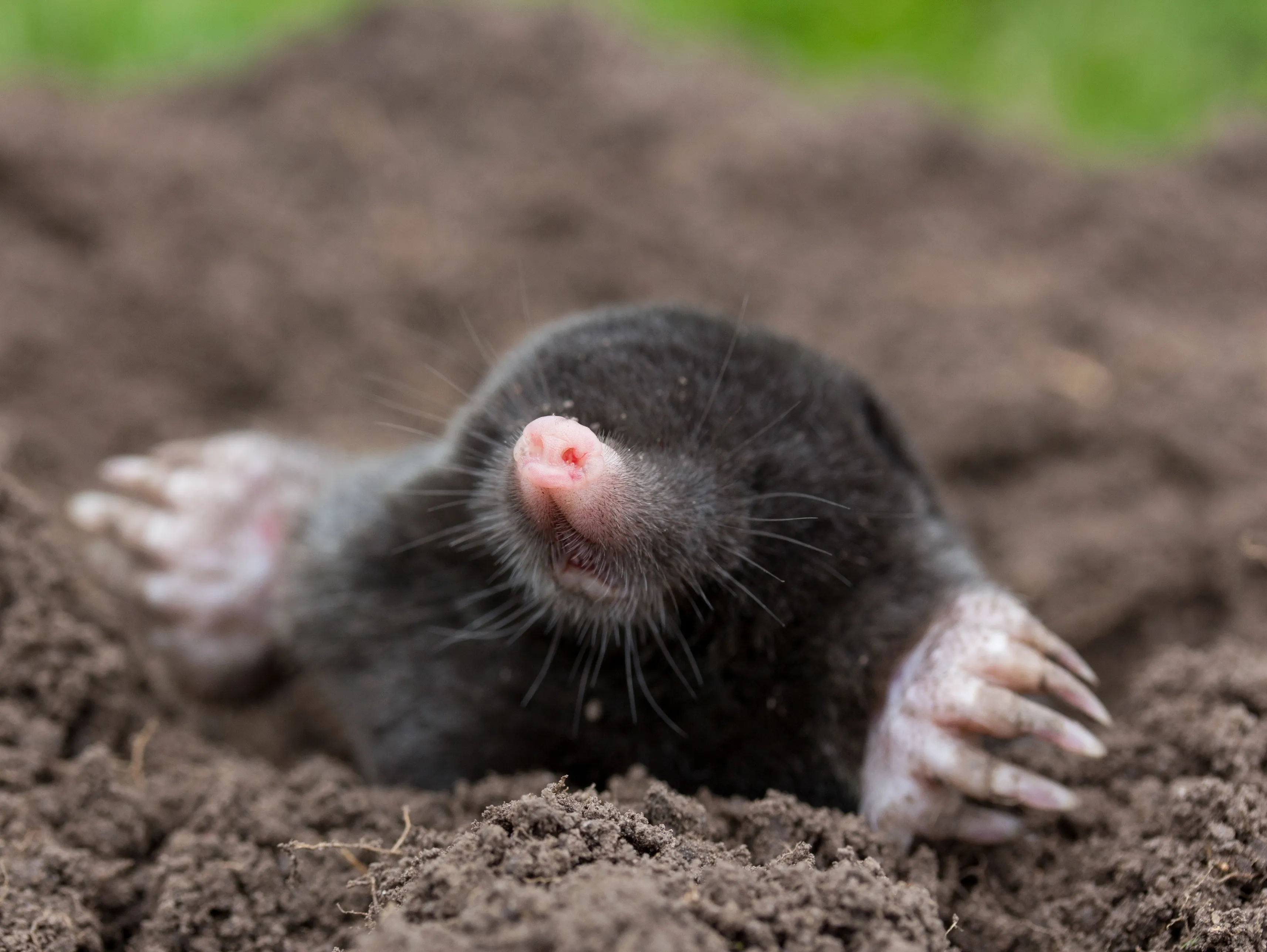 mole